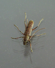 Oemona hirta