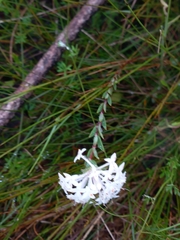 Pimelea linifolia