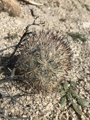 Escobaria alversonii