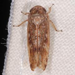 Allygidius atomarius