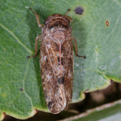 Allygidius atomarius