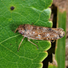 Allygidius atomarius