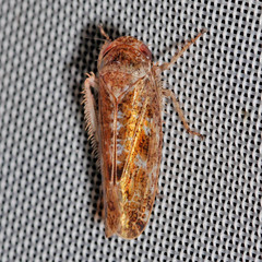 Allygidius atomarius