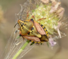 Carpocoris