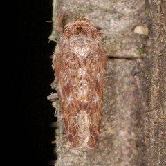 Allygidius atomarius