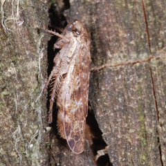 Allygidius atomarius