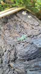 Ecphantus quadrilobus