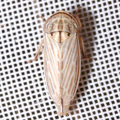 Artianus interstitialis