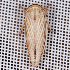 Artianus interstitialis