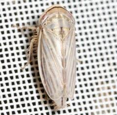 Artianus interstitialis