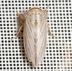 Artianus interstitialis