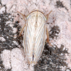 Artianus interstitialis