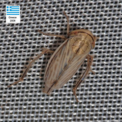 Artianus interstitialis