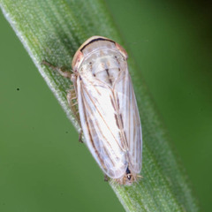 Artianus interstitialis