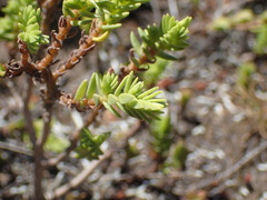 Crassula ericoides