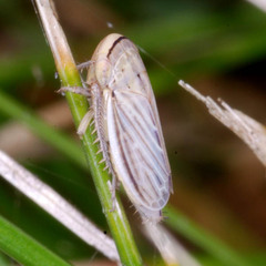 Artianus interstitialis