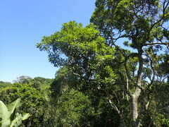 Protorhus longifolia