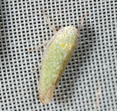 Platymetopius complicatus