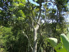 Protorhus longifolia