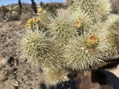 Cylindropuntia bigelovii