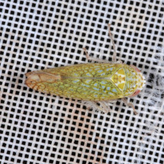 Platymetopius complicatus