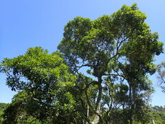 Protorhus longifolia