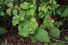 Malvaviscus arboreus