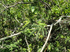 Cnestis polyphylla