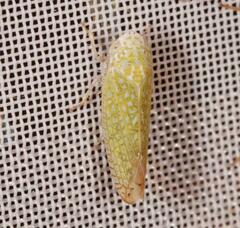 Platymetopius complicatus