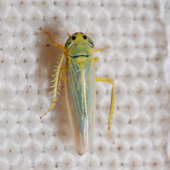Cicadula quadrinotata