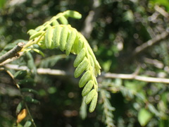 Cnestis polyphylla