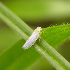 Cicadula quadrinotata