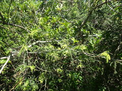 Cnestis polyphylla