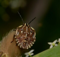 Carpocoris
