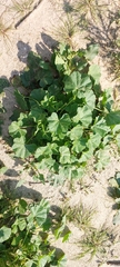 Malva parviflora