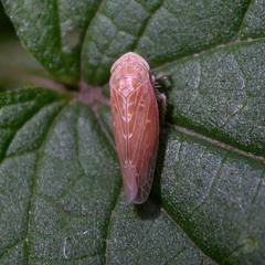 Thamnotettix exemtus