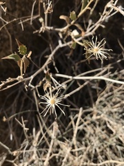 Brickellia atractyloides