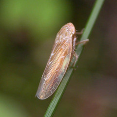 Thamnotettix exemtus