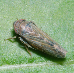 Speudotettix subfusculus