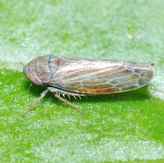 Speudotettix subfusculus