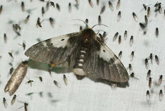 Nataxa flavescens