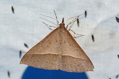 Epidesmia chilonaria