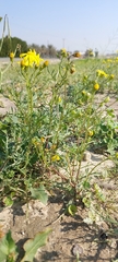 Senecio glaucus