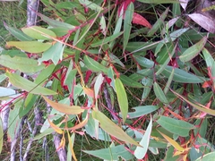 Eucalyptus dendromorpha