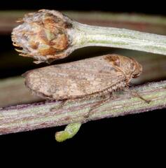 Selenocephalus obsoletus