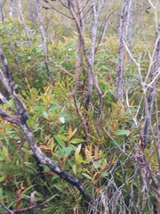 Eucalyptus dendromorpha