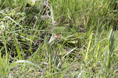 Pardopsis punctatissima