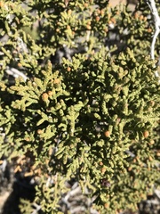 Juniperus californica
