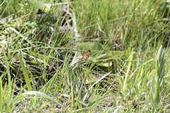 Pardopsis punctatissima