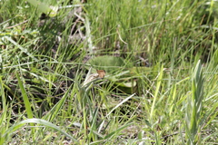 Pardopsis punctatissima